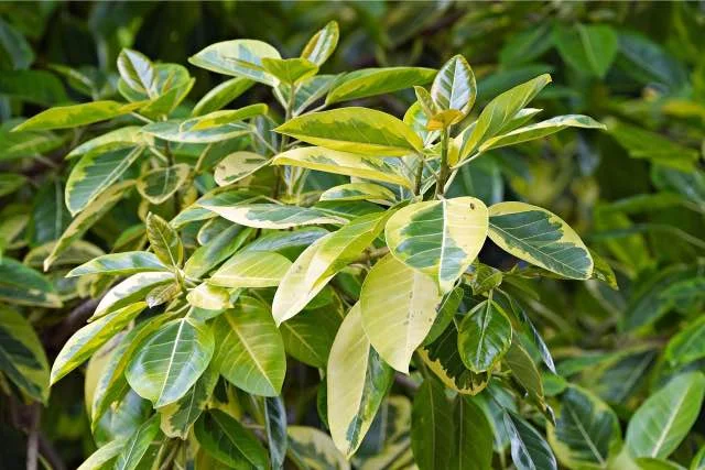 olivenbaum europaea Olivenbaum  Olea europaea Hojiblanca (Pon Pon) (Vita) (C2)