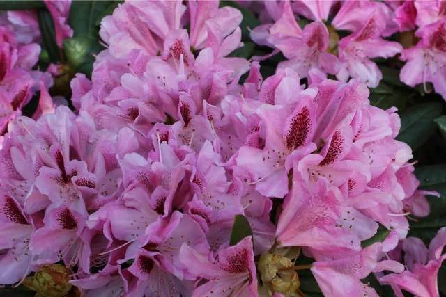 Giftige planten voor honden: Gids voor een veilige tuin en huis
